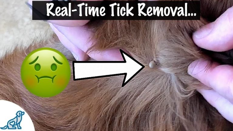 Identifying Tick Eggs on Dogs: A Visual Guide