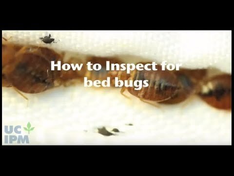 Spotting a Single Bed Bug: What to Do Next - Advice from Reddit Users