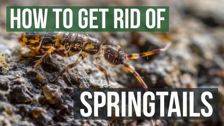 Visual Characteristics of Springtails: A Guide for Human Observation